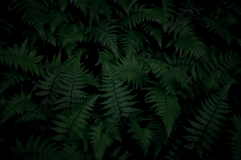Feuilles