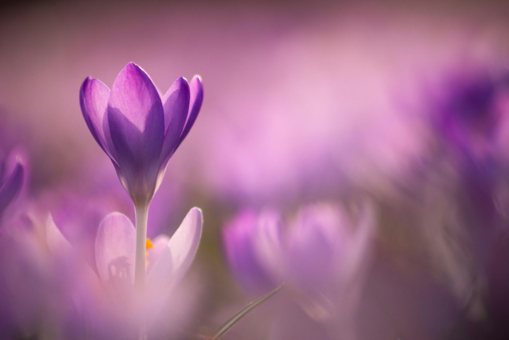 Crocus