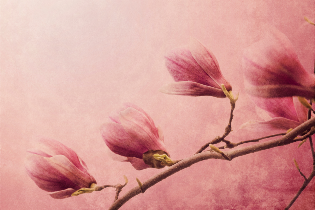 Magnolia