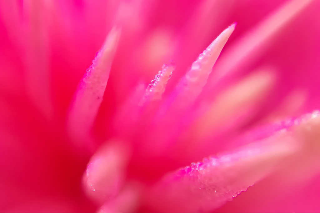 Plante rose